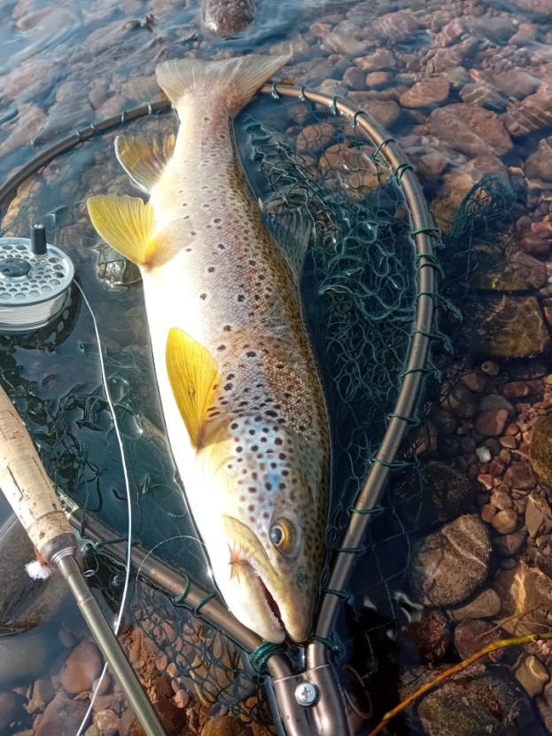 Usk trout - Seth Johnson-Marshall
